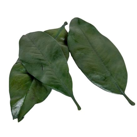 Magnolia levél prep. vil.zöld 15dkg/csom