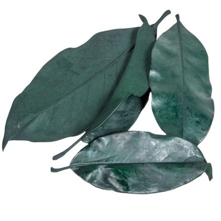 Magnolia levél prep. söt.zöld 15dkg/csom