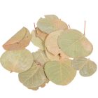 Moneta levél natúr 10dkg/csom