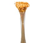 Glixia barack 5dkg/csom