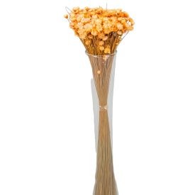 Glixia barack 5dkg/csom