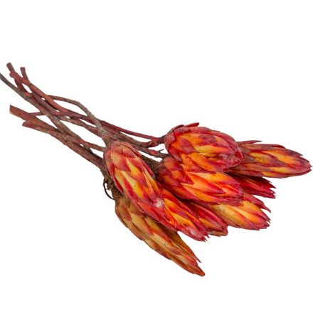 Protea piros bimbó II. oszt. natúr 10db-os