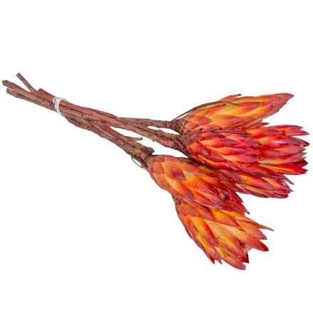 Protea piros bimbó natúr 10db-os