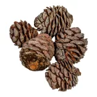 Murii fej natúr 16dkg/csom