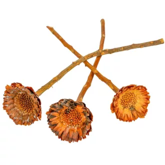 Protea compacta margaréta sötétnatúr 9db-os