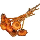 Protea compacta margaréta sötétnatúr 9db-os