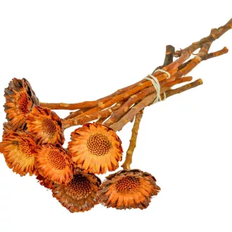 Protea compacta margaréta sötétnatúr 9db-os