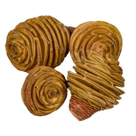 Platyspernum fej natúr 20dkg/csom