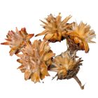 Plumosum fej natúr 15dkg/csom