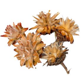 Plumosum fej natúr 15dkg/csom