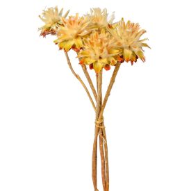 Plumosum száras natúr 6db-os