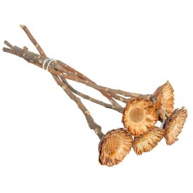 Protea compacta margaréta világosnatúr 7db-os