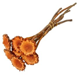 Protea margaréta sötétnatúr 6db-os