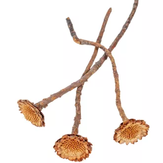 Protea margaréta mini sötét natúr 8db-os