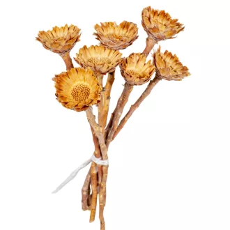 Protea compacta margaréta krém 7db-os