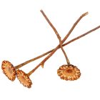 Protea coronata mini krém 12db-os