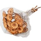 Protea coronata mini krém 12db-os