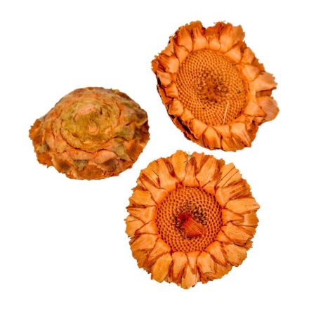 Protea coronata fej sötét natúr 10db-os