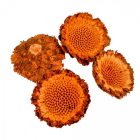 Protea margaréta fej sötétnatúr 17db-os