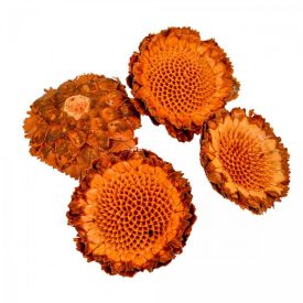 Protea margaréta fej sötétnatúr 17db-os