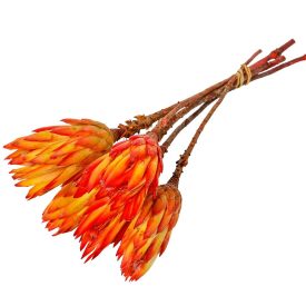 Protea piros natúr 5 db-os