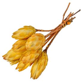 Protea sárga bimbó natúr 8db-os