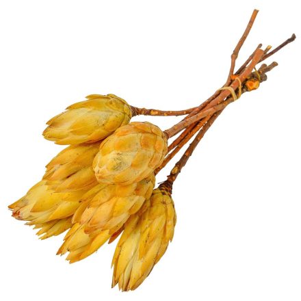 Protea sárga bimbó natúr 8db-os