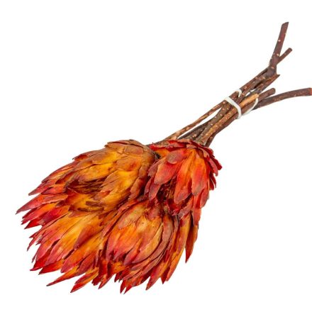 Protea piros II. oszt. natúr 6db-os