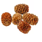 Meridianum narancs 12dkg/csom