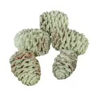 Meridianum falfestékes halványzöld 12dkg/csom