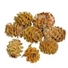 Salignum natúr 11dkg/csom