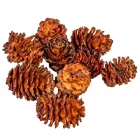 Salignum barna 10dkg/csom