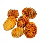 Salignum krém 10dkg/csom