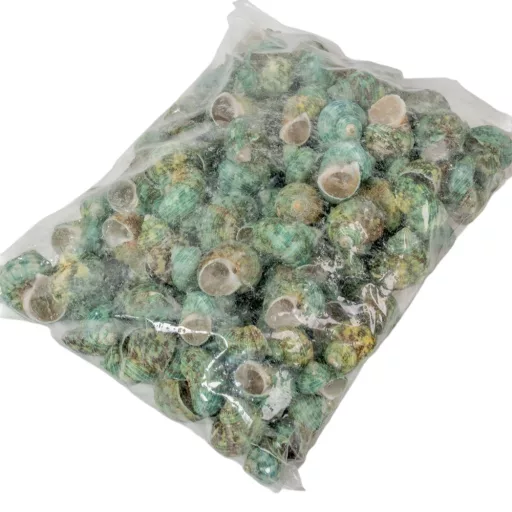 Kagyló 1kg Csiga Aquamarina natúr