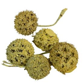 Ámbrafa termés kínai falfestékes sárga 14dkg/csom