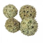 Ámbrafa termés kínai falfestékes vil.zöld 14dkg/csom