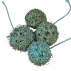 Ámbrafa termés kínai falfestékes türkiz 14dkg/csom