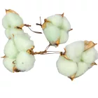 Gyapot termés egész vil.zöld 15db-os