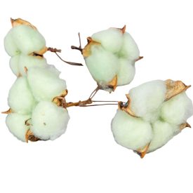 Gyapot termés egész vil.zöld 15db-os