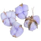 Gyapot termés egész vil.lila 15db-os