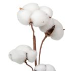 Gyapot termés egész drót száron 55cm natúr