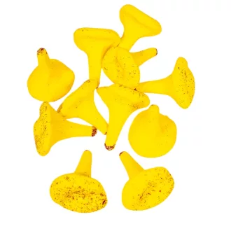 Róka gomba sárga 5,5cm 11db-os