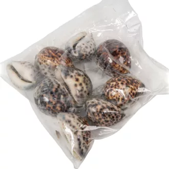 Kagyló 0,5kg Tigriskauri