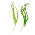 Csüngő hinár M90cm 36db/#