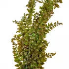 Páfrány futó 76cm 36db/#