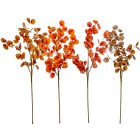 Eukaliptusz ág őszi M63cmcm