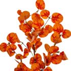 Eukaliptusz ág őszi M63cmcm