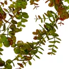 Eukaliptusz futó 70cm