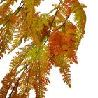 Páfrány futó ágú  80cm