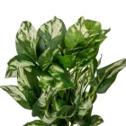 Photos bokor 12ágú M25cm 30db/#